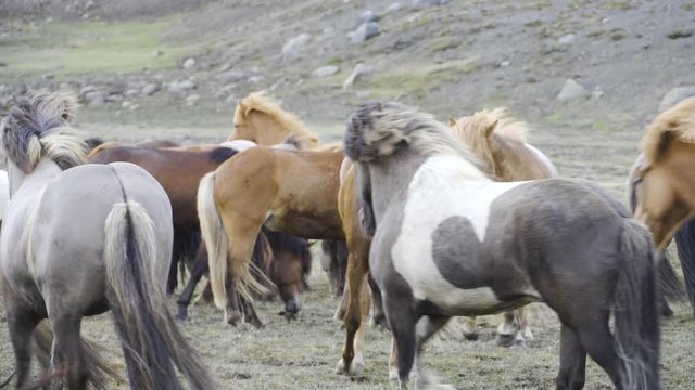 Herd of Icelandic horses. Very beautiful and popular. Many colors. Eating after being collected by their owners up on the mountain. Daytime. Dry grassy land.