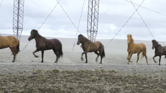 Close shot. Icelandic herd of horses running on a gravel road up in the mountains. Running past powerlines. Sand and dust flying. Very beautiful. Overcast but sunny day.