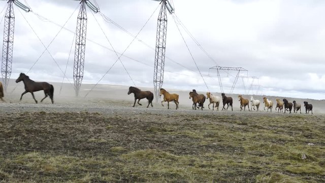 Wide shot. Herd of Icelandic horses running in a line on a gravel road up in the mountains. Very beautiful. Overcast but sunny day. Sand and dust flying.