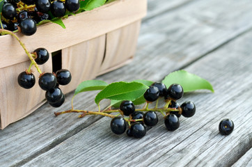 Prunus serotina. Black ripe bird cherry berries on an old wooden table close-up. Shallow depth of field, selective focus