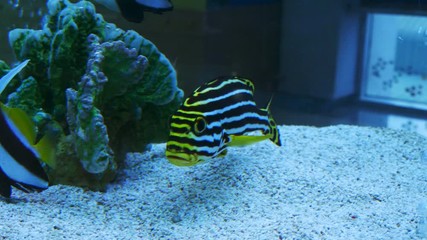 Video 4k of Oriental sweetlips (Plectorhinchus vittatus) in water