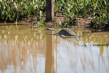 Yellow Anaconda (Eunectes notaeus) with huge belly at Transpantaneira Road, Mato Grosso, Brazil, South America.