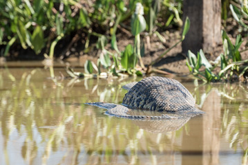 Yellow Anaconda (Eunectes notaeus) with huge belly at Transpantaneira Road, Mato Grosso, Brazil, South America.