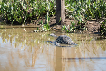 Yellow Anaconda (Eunectes notaeus) with huge belly at Transpantaneira Road, Mato Grosso, Brazil, South America.