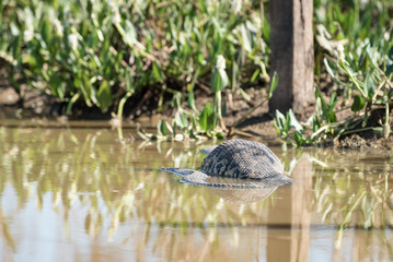 Yellow Anaconda (Eunectes notaeus) with huge belly at Transpantaneira Road, Mato Grosso, Brazil, South America.