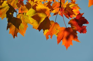 Fiery Orange and Red Leaves on Branch