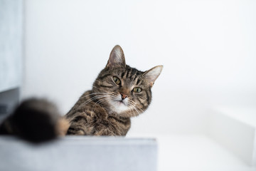 low angle view of a tabby domestic shorthair cat sitting on a diy cat furniture shelf board looking down at camera on white background