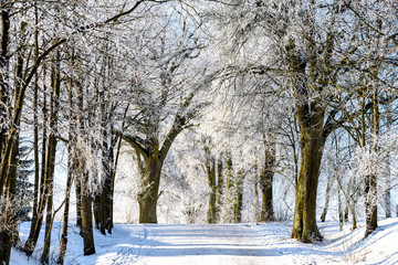 Fototapeta premium Landschaft im Winter in Masuren