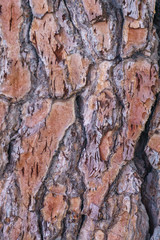 Pine bark close-up. Texture pine bark