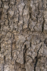 Tree bark close-up. Texture