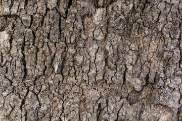 Tree bark close-up. Texture