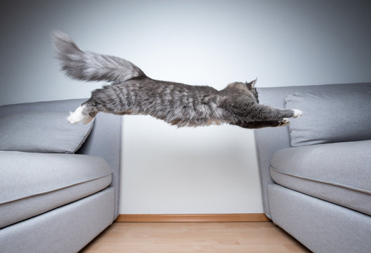 Side View Of A Young Blue Tabby Maine Coon Cat Indoors Jumping From One Sofa To Another In Front Of White Wall