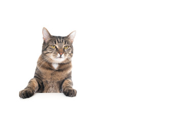 Studio shot of a tabby domestic shorthair cat isolated on white background banner with copy space putting paws on table looking ahead