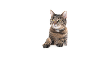 Fototapeta na wymiar Studio shot of a tabby domestic shorthair cat isolated on white background banner with copy space putting paws on table looking ahead