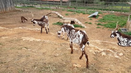 A herd of rustic goats closed in the paddock, walk in nature.