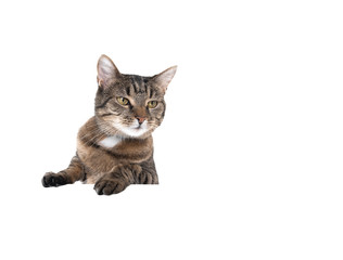Studio shot of a tabby domestic shorthair cat isolated on white background banner with copy space putting paws on table looking to the side