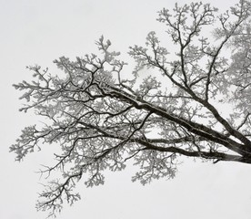tree branch covered with snow