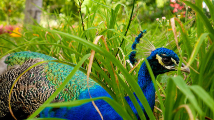 pavo real  3
