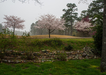 Flowering Spring Trees, Arkansas