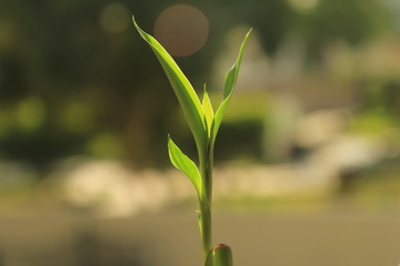 young plant on green background