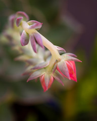 Close up of succulent with unopened red buds and red-green leaves