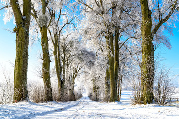 Allee im Winter in Masuren