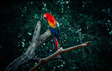 Guacamaya Zoomata