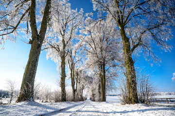Fototapeta premium Allee im Winter in Masuren