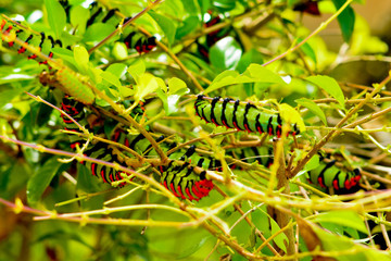 orugas