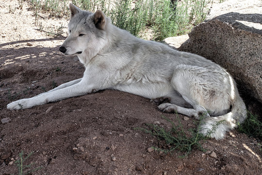 Arctic Wolf. Full image and lying on the ground facing left and watching something.