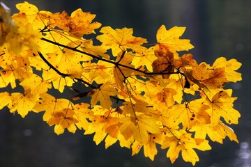 branch with yellowed leaves