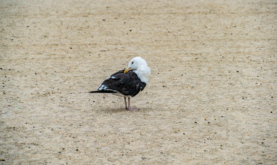 seagull on the beach