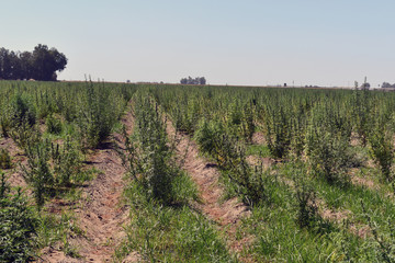 Obraz premium Marijuana CBD hemp plants field Big hemp agricultural field