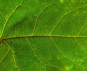 the ribs of a leaf