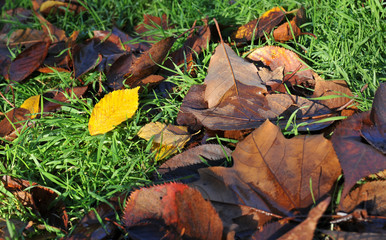 Autumn leaves on a green grass