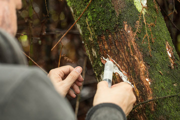Man take sample of rubber tree with syringe