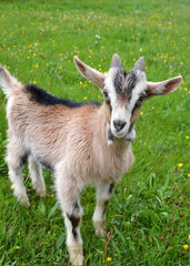 Naklejka na ściany i meble Cute goat on green grass