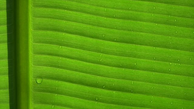 Banana Leaf Water Drops Sunlight Structure Green Closeup Chlorophyll Photosynthesis Nature