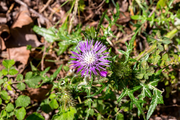 Plant Milk thistle (Silybum marianum) with pink flowers close-up (Greece)