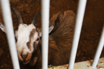 Cute brown goat behind the bars