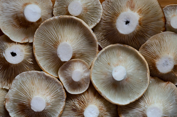 autumn Photo of Lactarius vellereus pattern fill