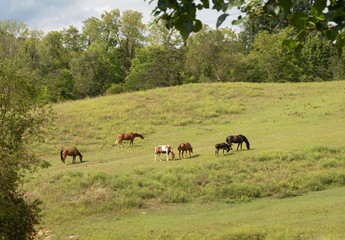Livestock Graze in a Field