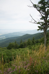 Shenandoah