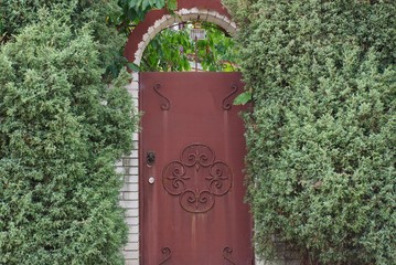 brown metal door and brick fence overgrown with green coniferous vegetation