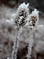 plant frost