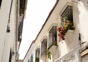 Fototapeta na wymiar Flowers on the houses of Cordoba, Spain