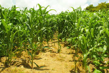Naklejka premium campos llenos de la siembra de maiz