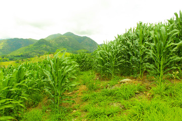 Fototapeta na wymiar campos llenos de la siembra de maiz