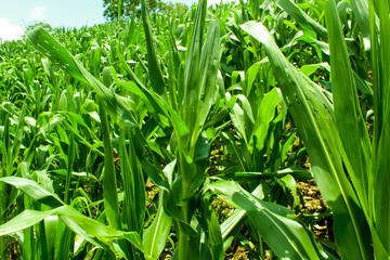 campos llenos de la siembra de maiz