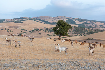 Rebaño de cabras pastando en el campo
